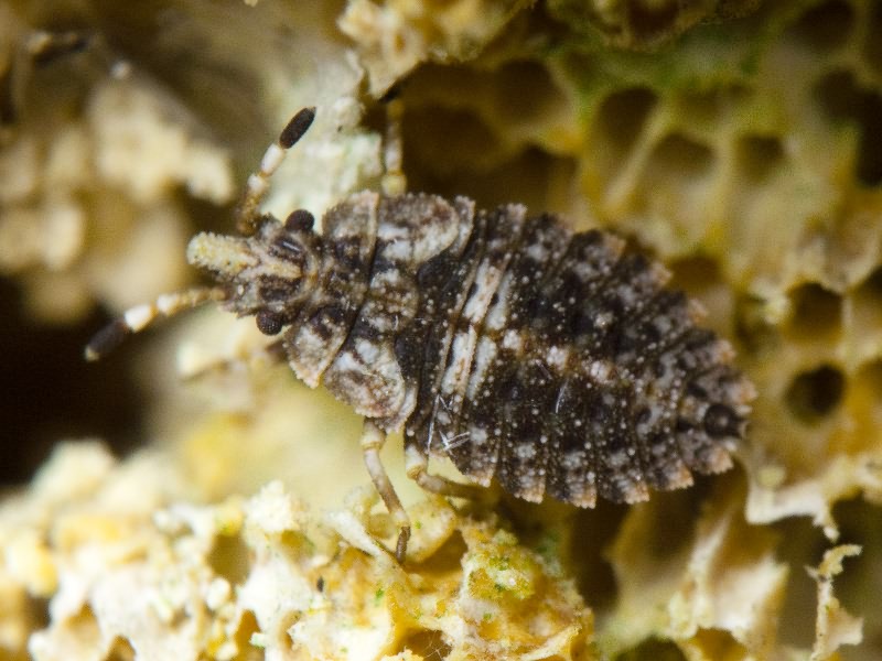 Aradus betulae (Linnaeus, 1758)